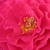 Pink - Bed and borders rose - floribunda - Souvenir d'Edouard Maubert